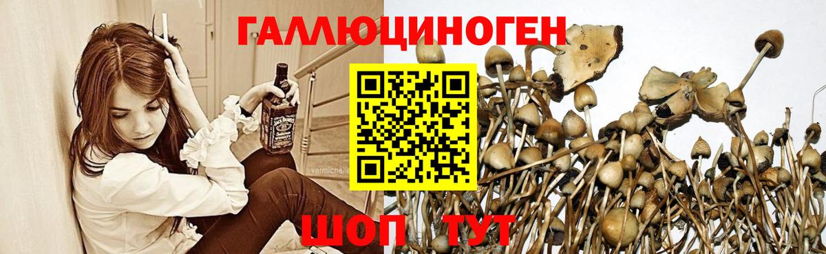 Красный Сулин  где купить   Вход с VPN  Псилоцибиновые грибы Psilocybe 